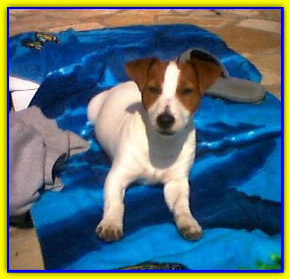 Emilio Lampone, Jack Russell Terrier