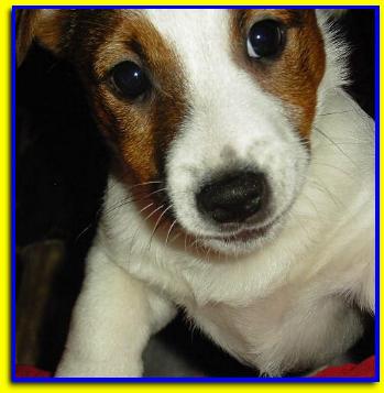 Emmut Valentino, Jack Russell Terrier