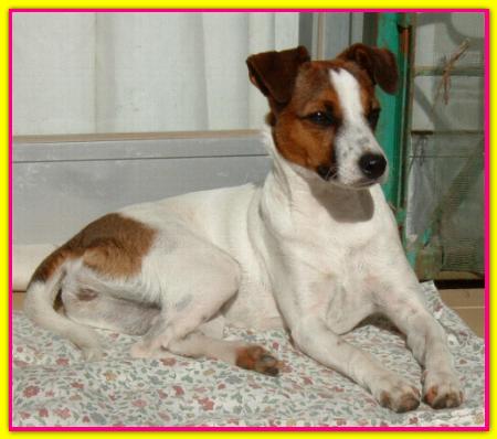 Emy, Parson Jack Russell