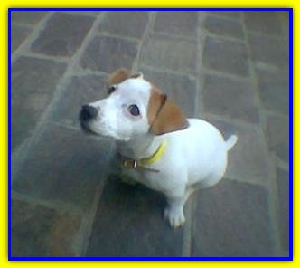 Eolo, Jack Russell Terrier
