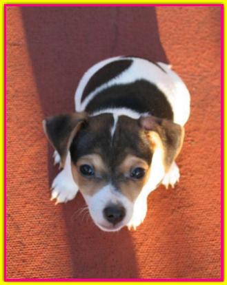 FiFi, Jack Russell Terrier