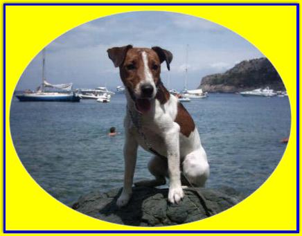 Flender, Jack Russell Terrier