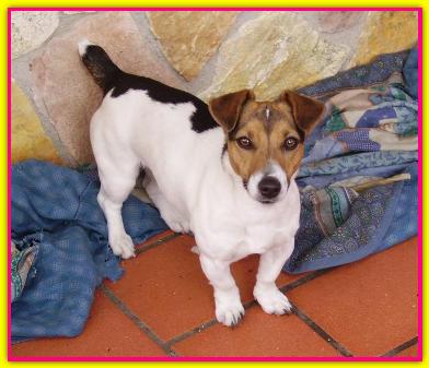 Frida, Jack Russell Terrier