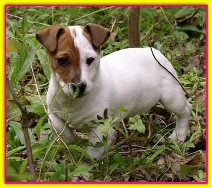 Gaia, Jack Russell Terrier