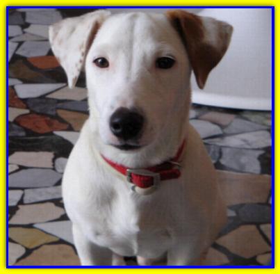 Giglio, Jack Russell Terrier