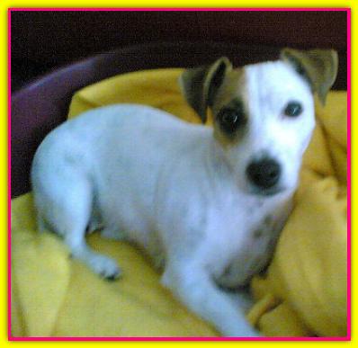 Gilla, Jack Russll Terrier