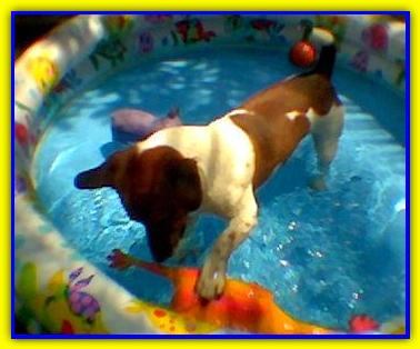 Gimmy, Jack Russell Terrier