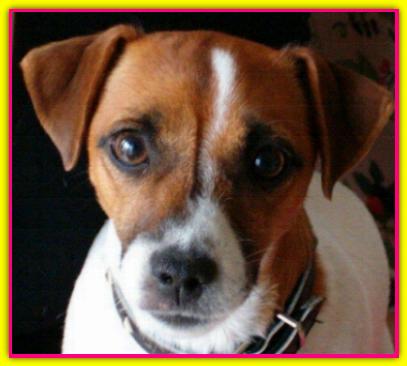 Gina, Jack Russell Terrier