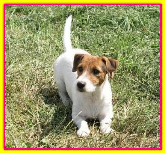 Ginger, Jack Russell Terrier