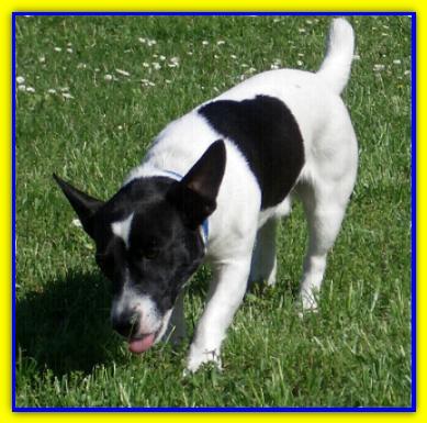 Gino, Jack Russell Terrier