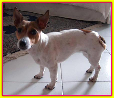 Giuditta, Jack Russell Terrier
