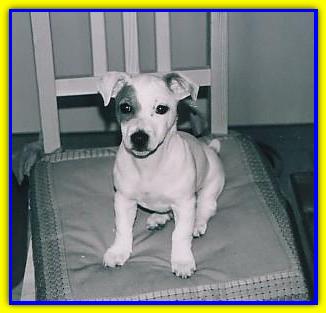 Giulio Cesare, Jack Russell Terrier