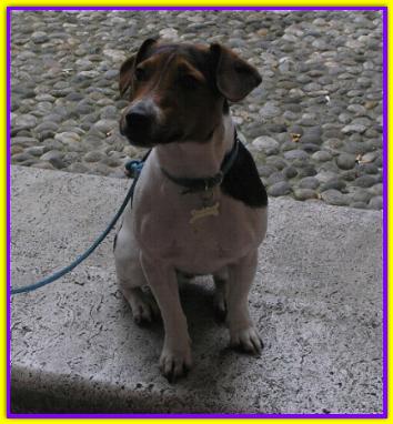 Golia, Jack Russell Terrier