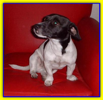 Gordo, Jack Russell Terrier