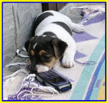Hollywood, Jack Russell Terrier