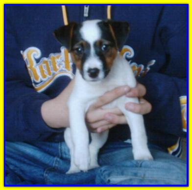 Homer, Jack Russell Terrier