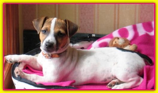 Iris, Jack Russell Terrier