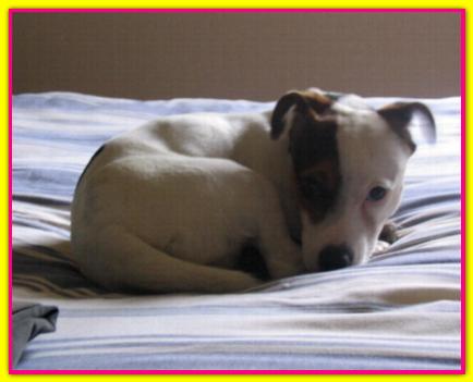 Irma, Jack Russel Terrier