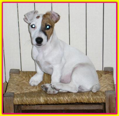 Isotta, Jack Russell Terrier