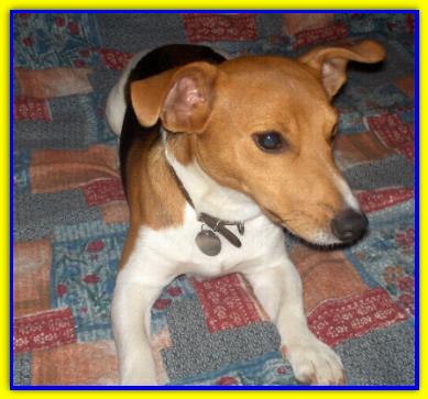 Jacjll Sun, Jack Russell Terrier