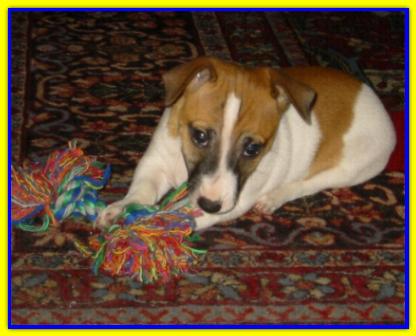 Jack, Jack Russell Terrier