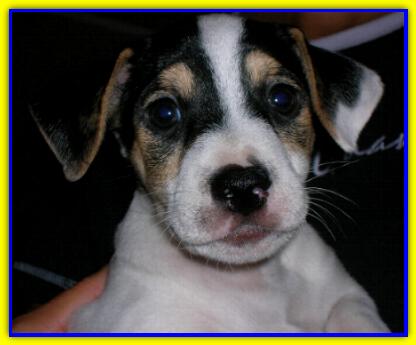 Jack, Jack Russell Terrier