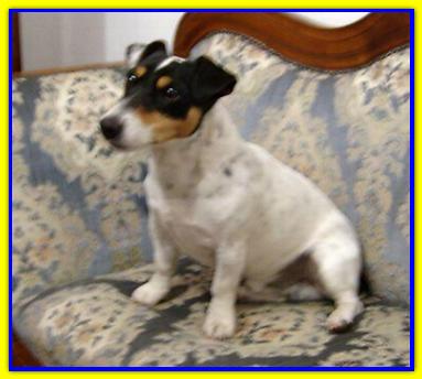 Jack P, Jack Russell Terrier