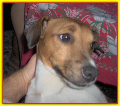 Jackn, Jack Russell Terrier