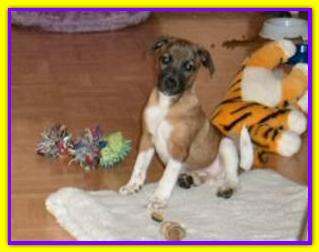 Jacky, Jack Russell Terrier