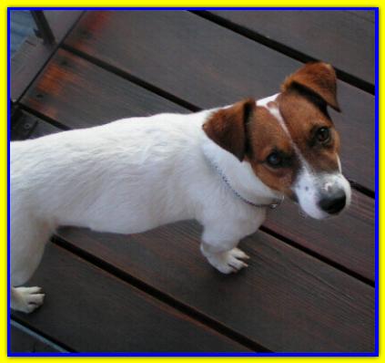 Jacky, Jack Russell Terrier