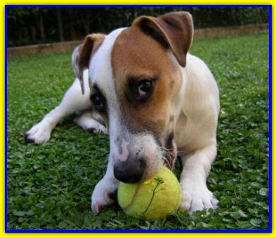 Jacques, Jack Russell Terrier