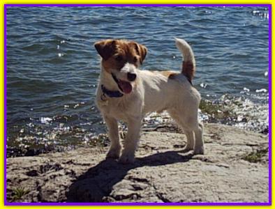 Jago, Jack Russell Terrier