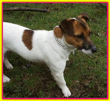 Jenny, Jack Russell Terrier