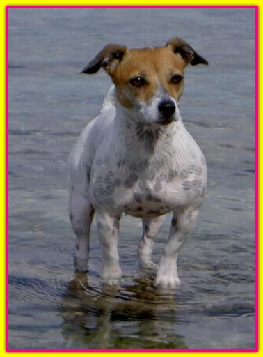 Joe Joe, Jack Russell