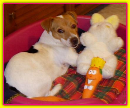 Kasia, Jack Russell Terrier
