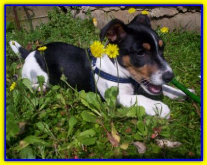 Krikkio, Jack Russel Terrier