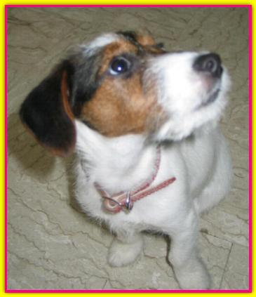 Kumash, Jack Russell Terrier