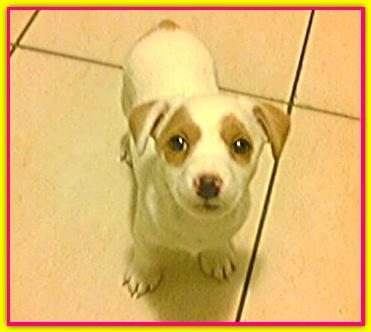Kylie, Jack Russell Terrier
