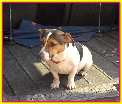 Lady, Jack Russell Terrier