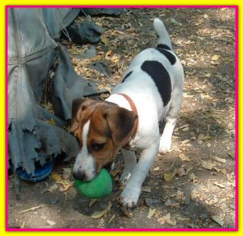 Lady, Jack Russell Terrier