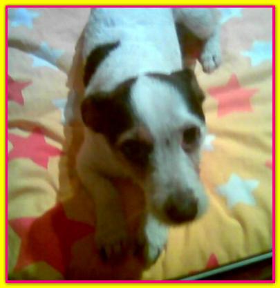 Lamu, Jack Russell Terrier