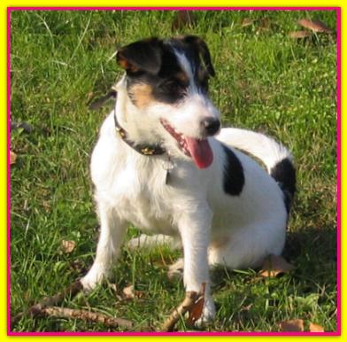 Lazy, Jack Russell Terrier