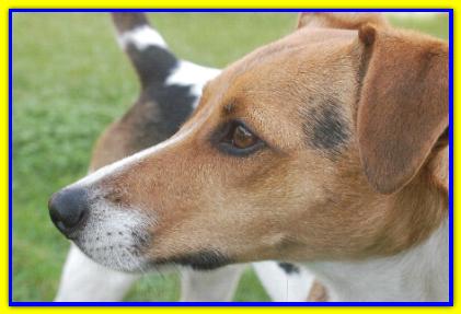 Lillo, Jack Russell Terrier