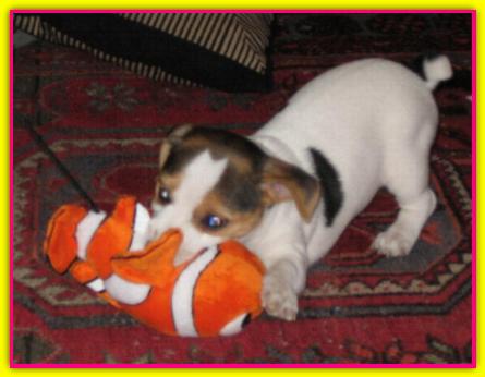 Lily, Jack Russell Terrier