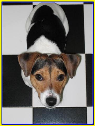 Limone, Jack Russell Terrier