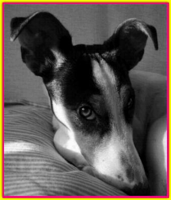 Lola, Jack Russell Terrier