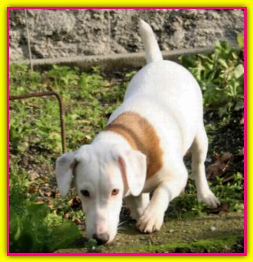 Lola, Jack Russell Terrier
