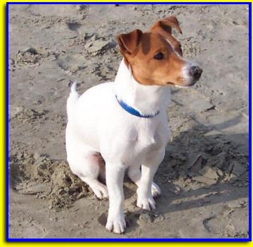 Lucky, Jack Russell Terrier