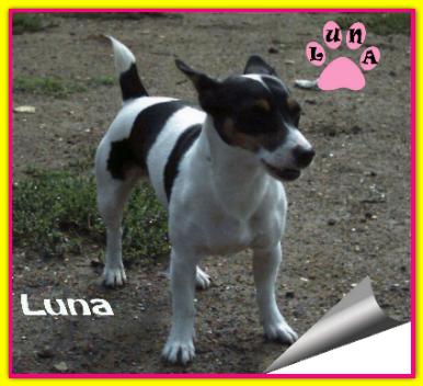 Luna, Jack Russell Terrier