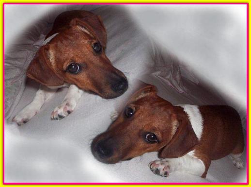 Maggy, Jack Russell Terrier